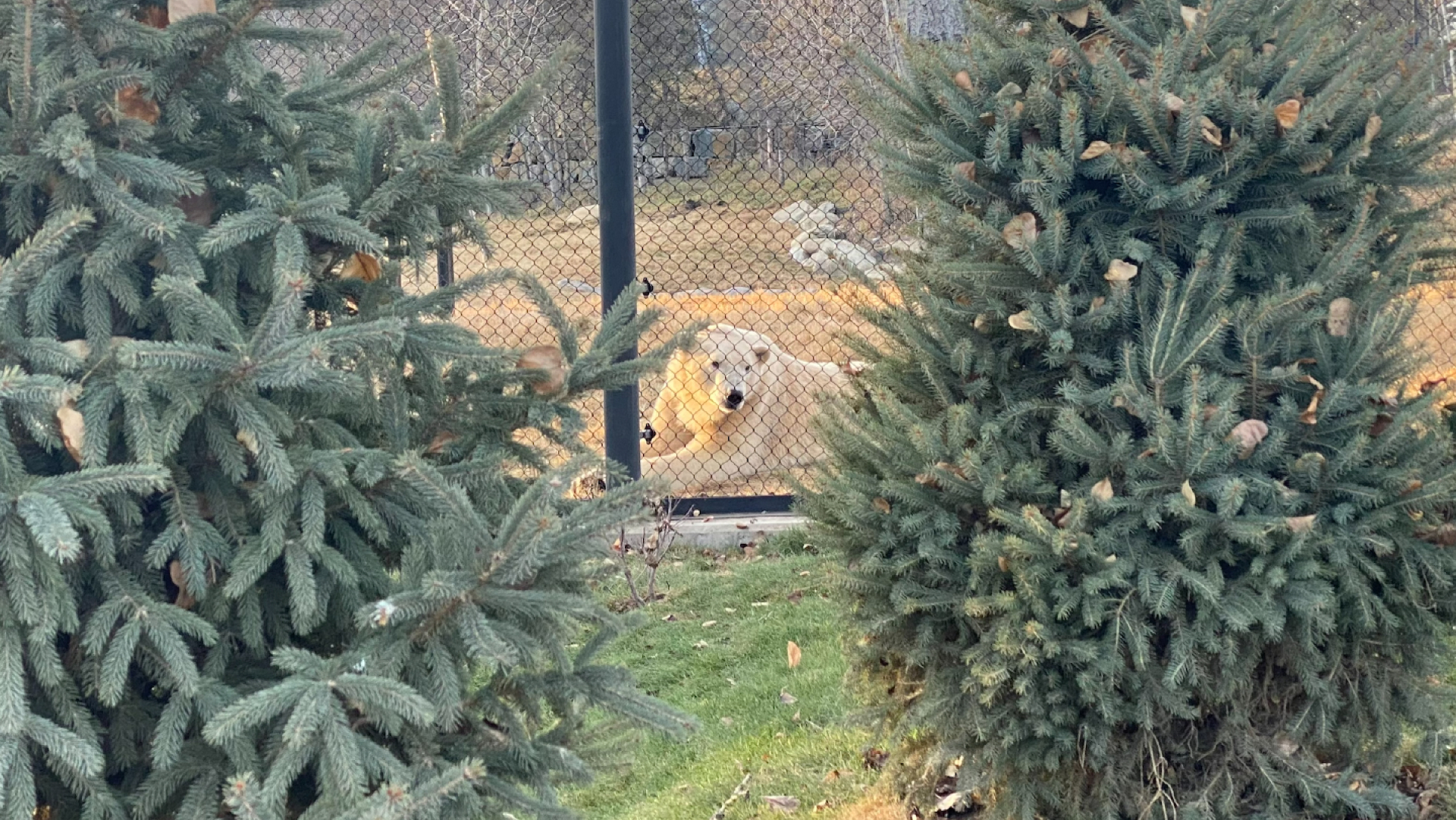 Нова секция на института Уайлдър зоологическата градина в Калгари ще бъде