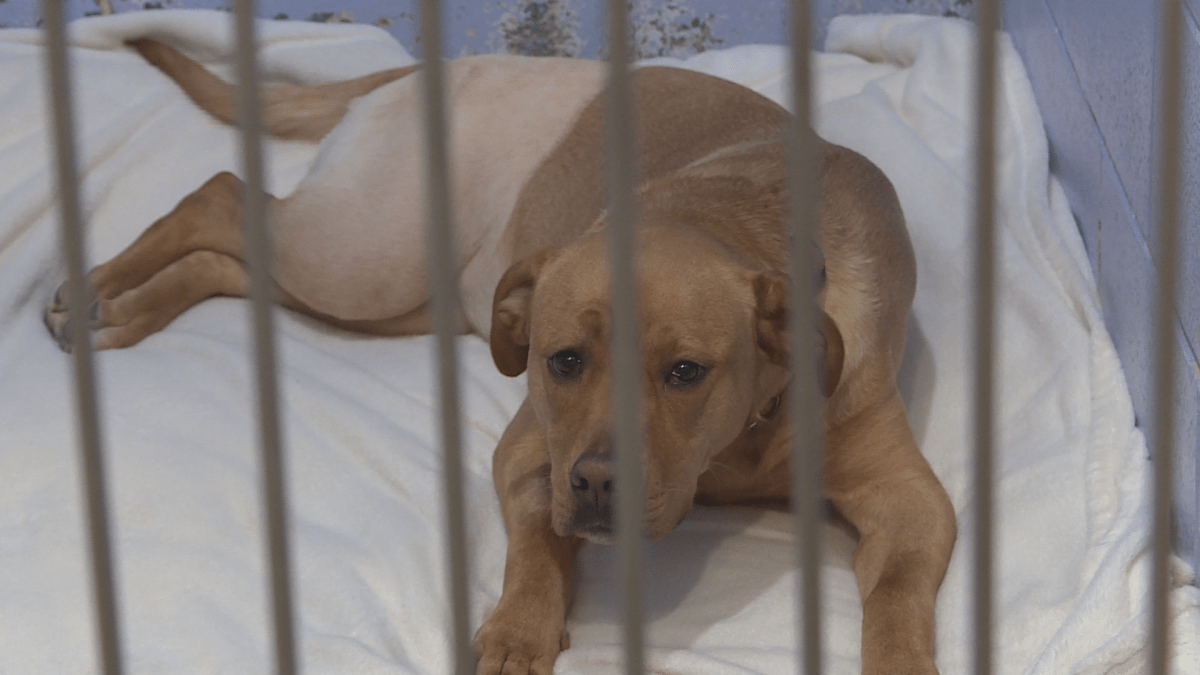 A blonde dog lies down in a cage. her right hip and leg is shaved.