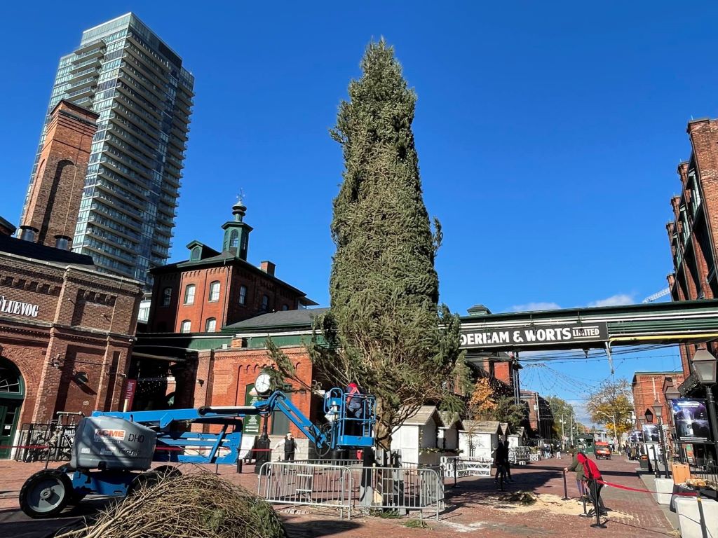 56-foot Christmas tree arrives at Toronto’s Distillery District