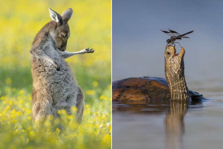The silly, sweet winners of this year’s Comedy Wildlife Photography Awards