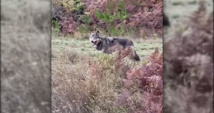 На остров Ванкувър расте разочарованието, където хибрид вълк-куче броди диво