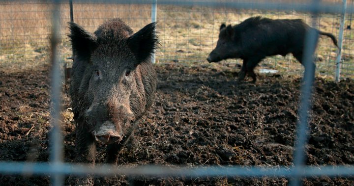 加拿大的“超级猪”威胁着侵入美国北部州