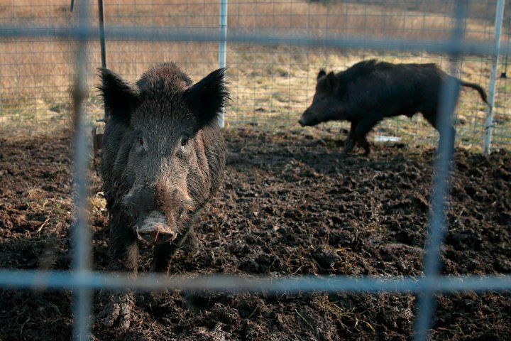 Canada’s ‘super pigs’ threatening to invade northern U.S. states