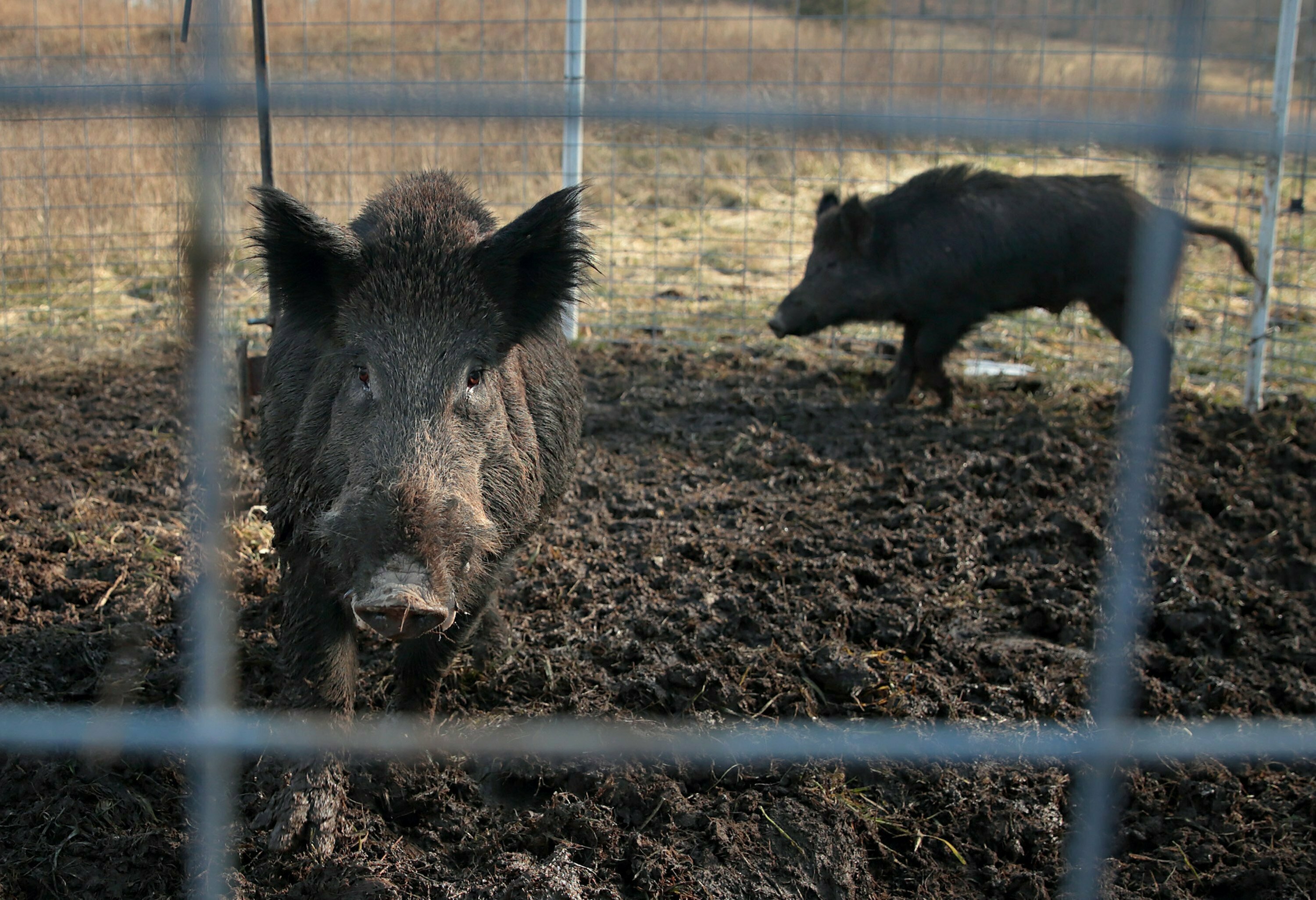 Feral pigs believed to be in the Shuswap area, experts warn