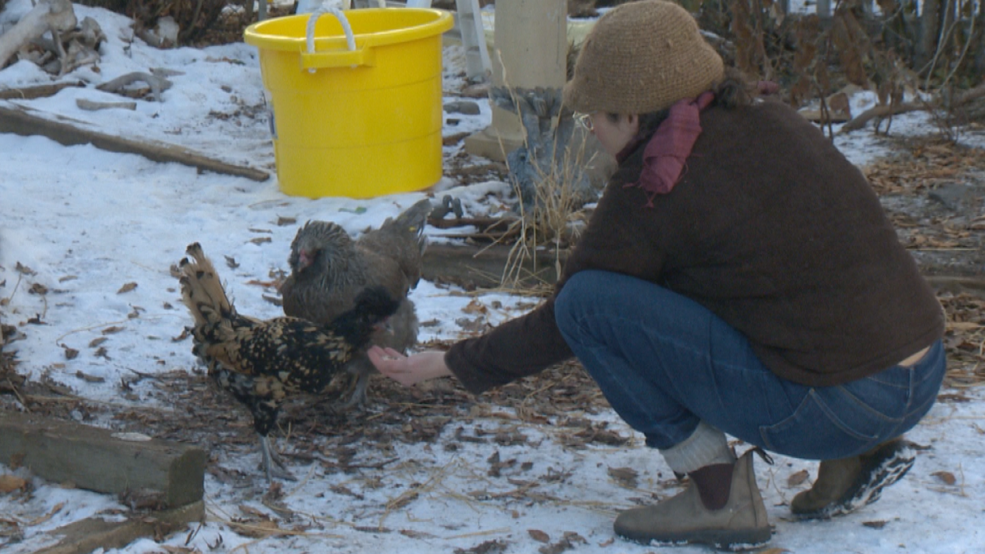 Жена от Regina се застъпва за пилотен проект за разрешаване на кокошки в задния двор