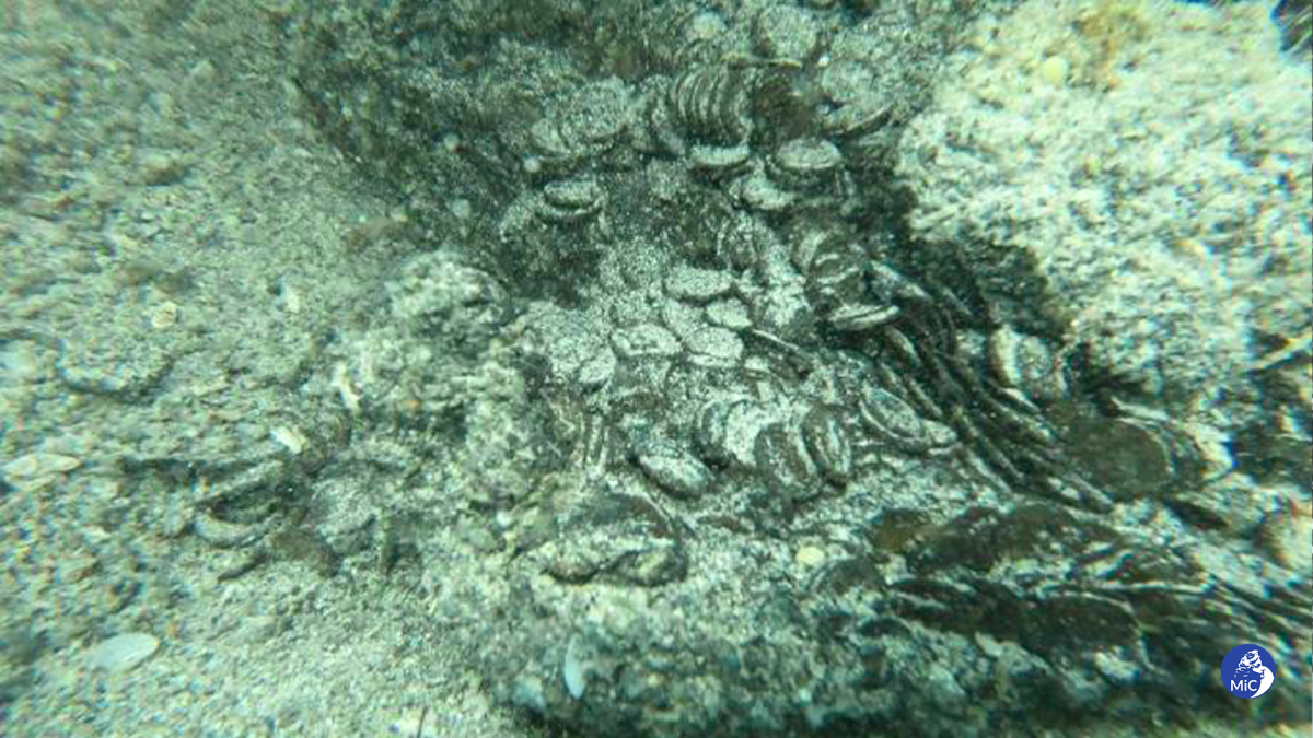 Roman coins hidden under sand in the seabed.