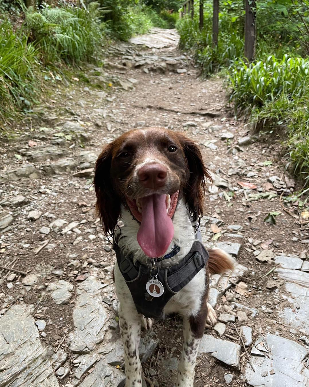 Daisy poses for a picture on the path to the mineshaft.