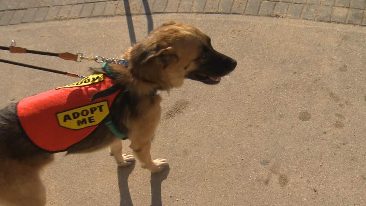 Photo of German Shepard mix Jonathan on his doggie date
