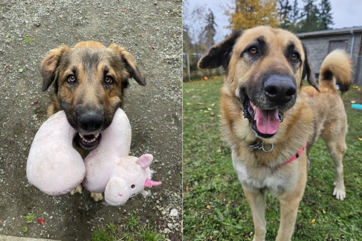Big, sweet, loveable dogs need homes after stay at BC SPCA extends to 100 days