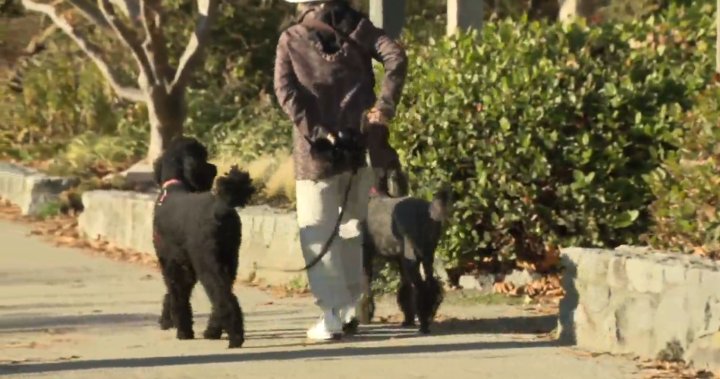 Градският съвет на Западен Ванкувър пуска кучетата за достъп до Seawalk