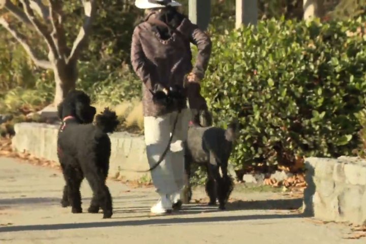 West Vancouver city council lets the dogs out for Seawalk access