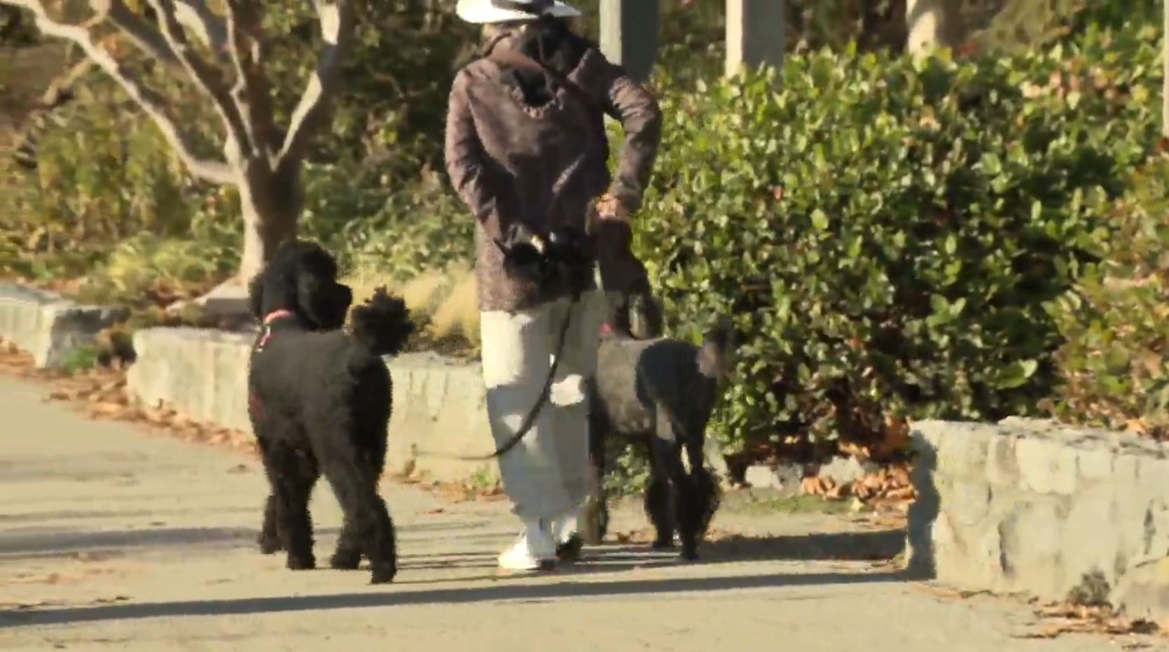 West Vancouver city council lets the dogs out for Seawalk access