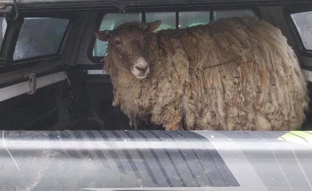Britain’s ‘loneliest sheep’ rescued after 2 years stranded at cliff base