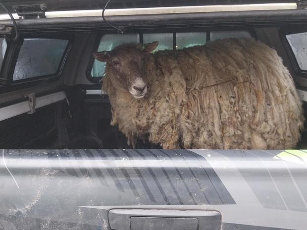 Britain’s ‘loneliest sheep’ rescued after 2 years stranded at cliff base