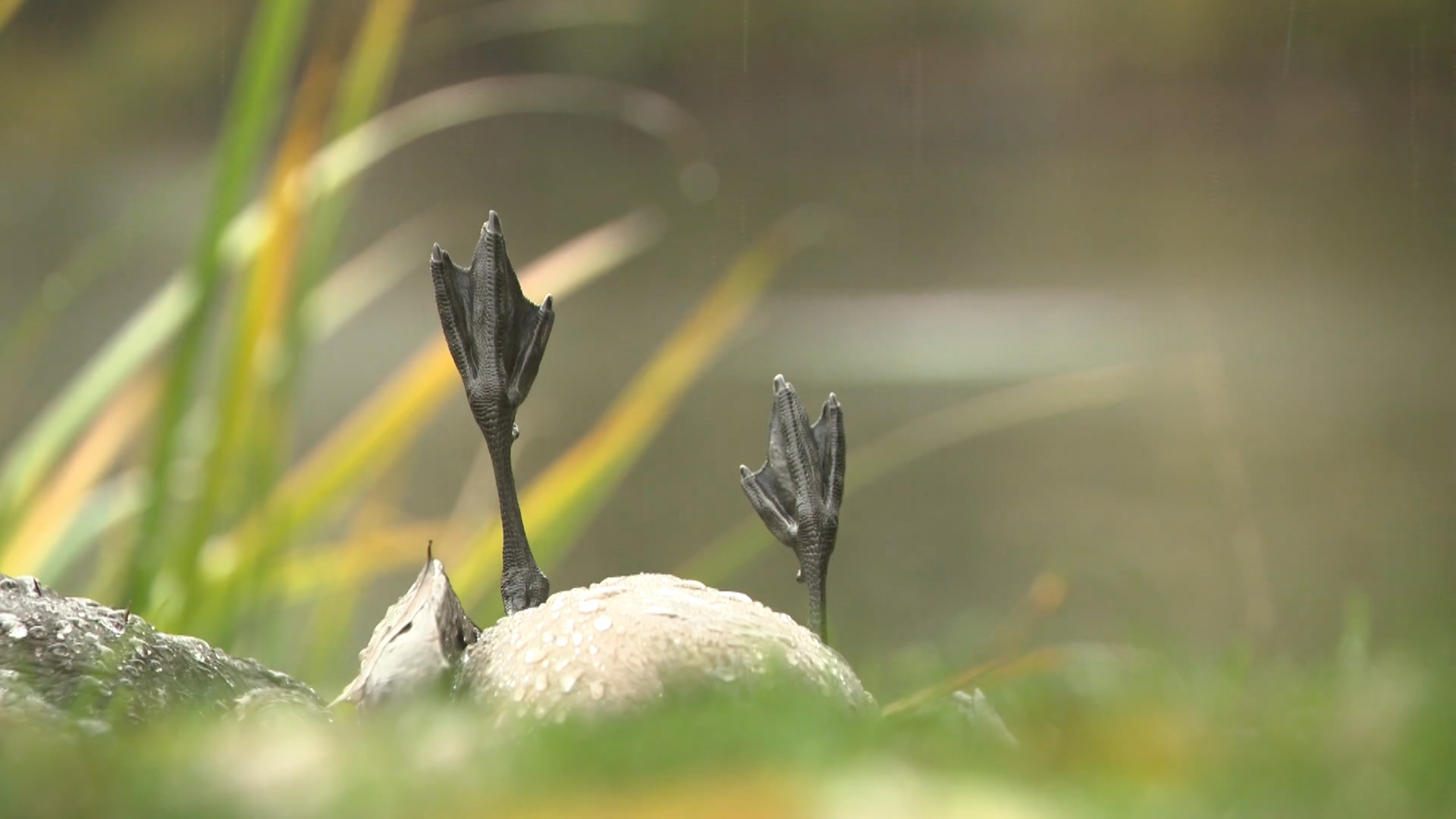 Петдесет и две ферми в Британска Колумбия са били засегнати