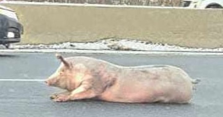 Голямо прасе падна от камион и върху натоварената магистрала Китчънър