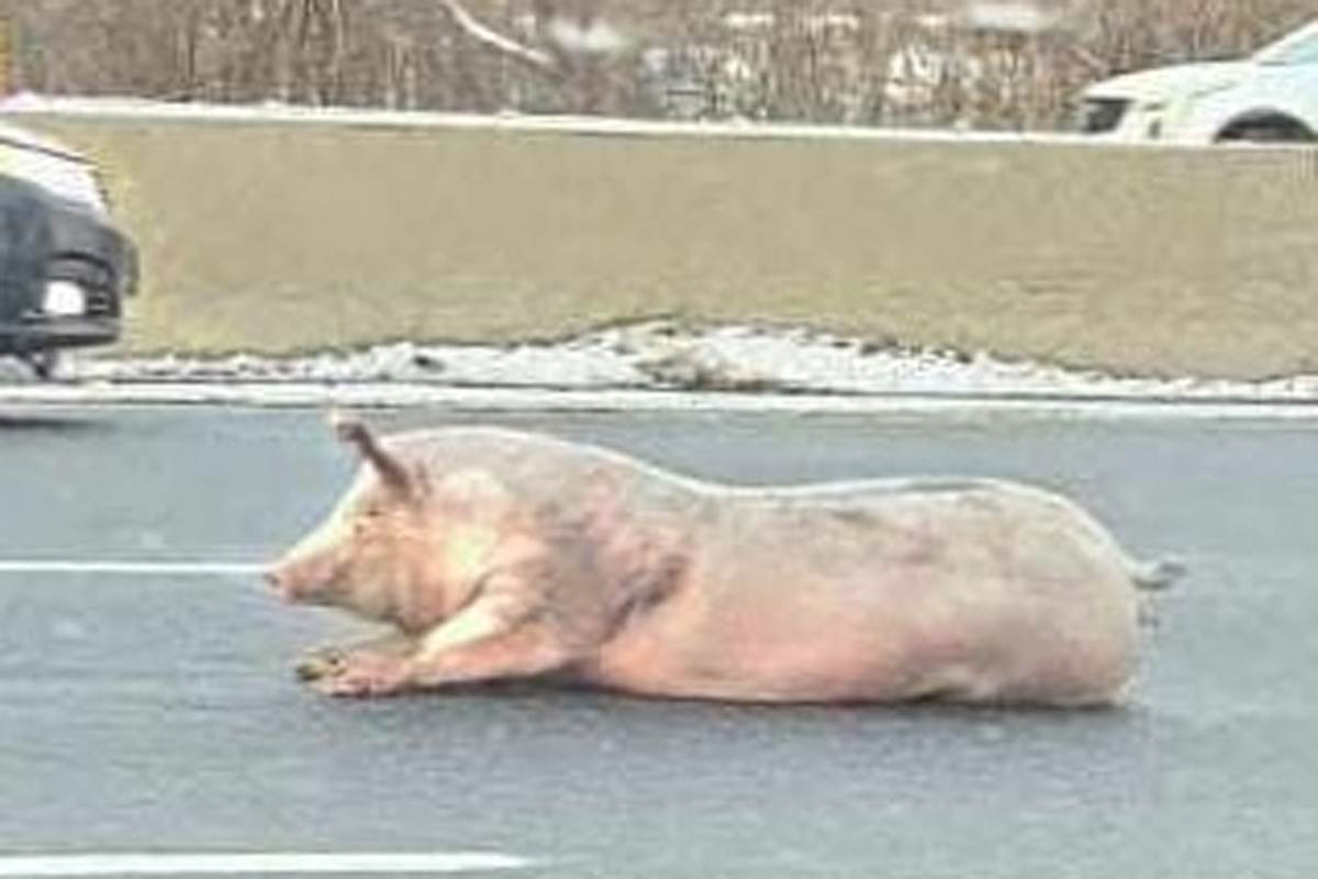 Big hog falls off truck and onto busy Kitchener highway