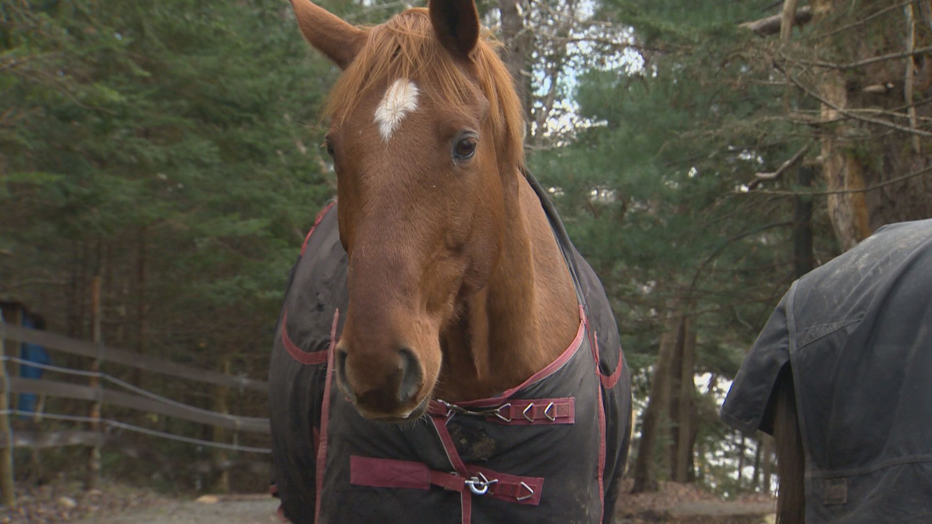 Veterinarians raising concern over deadly virus in horses in Nova Scotia