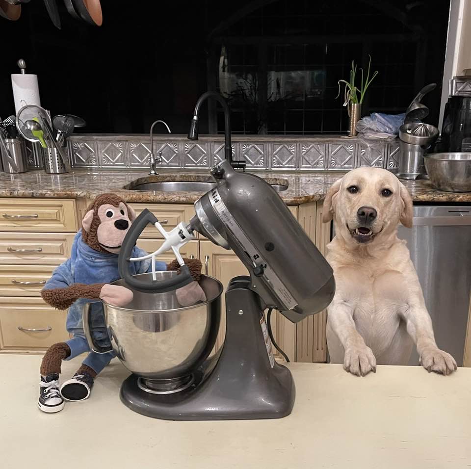 “Monkey has started to help around the house, and Indie cleans the bowls,” Hampton said in a Facebook post.