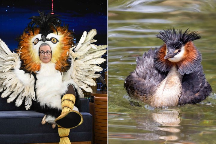 John Oliver-backed ‘puking’ bird ruffles feathers after N.Z. ‘Bird of the Century’ win