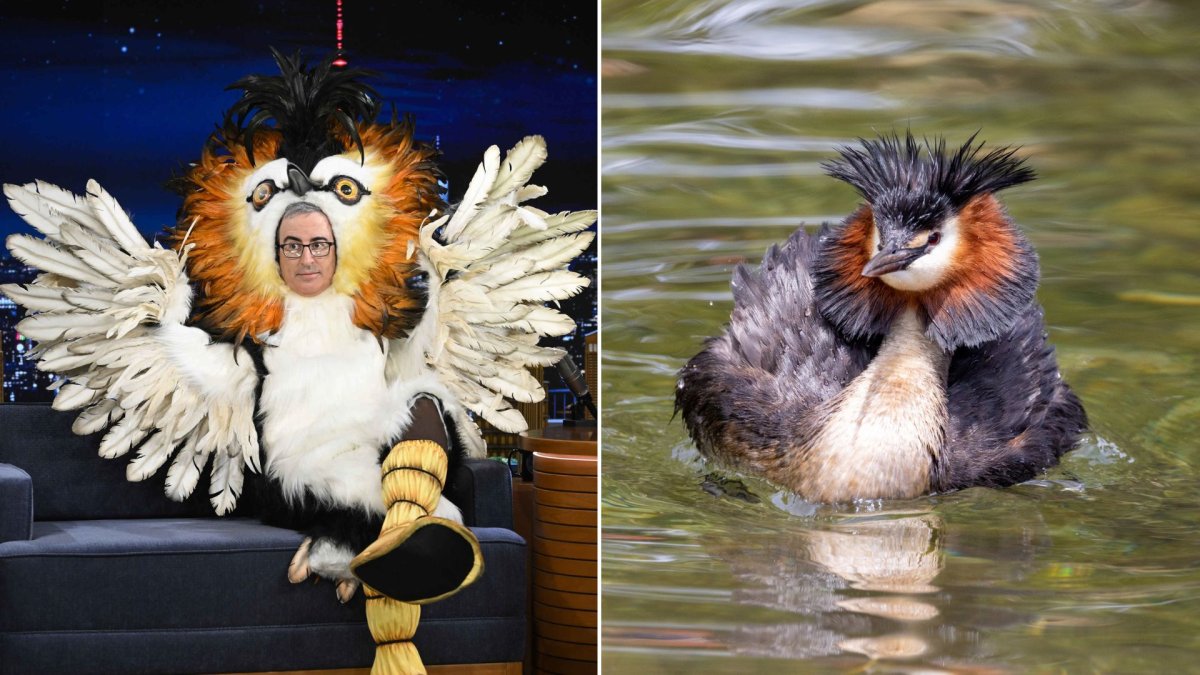 A split image. On the left, John Oliver is dressed like a bird. On the right is a pūteketeke.