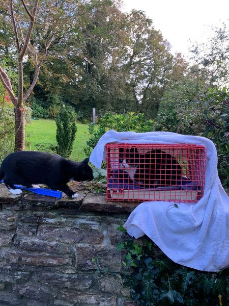 Mowgli and Baloo reunite after the former was retrieved from the mineshaft.