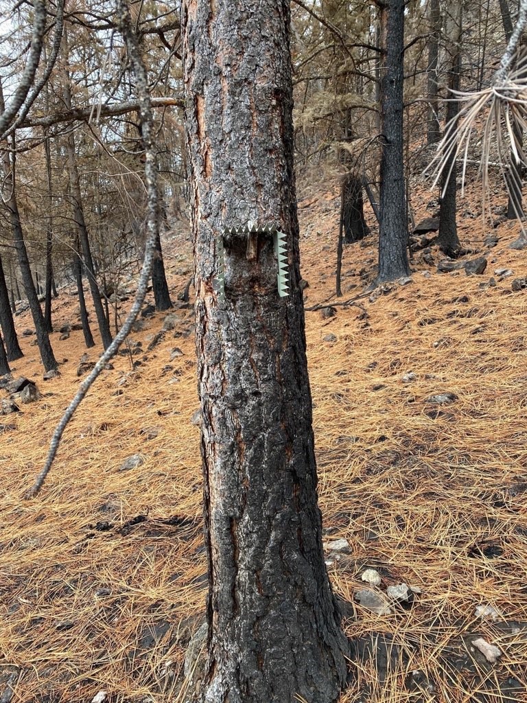 Mule deer camera removed from Okanagan wildfire zone