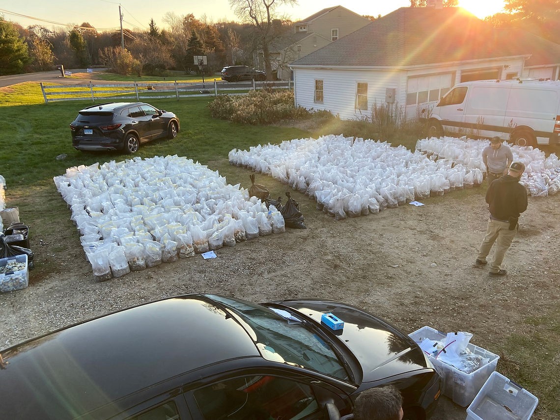 Dozens of white bags are seen laying in rows on a lawn.