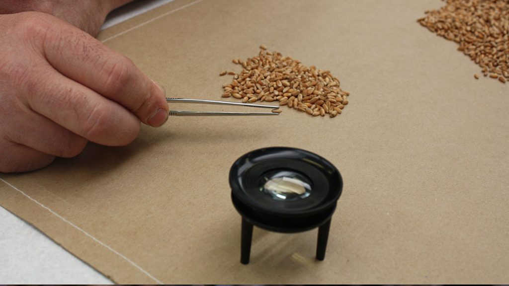 a person inspects grain