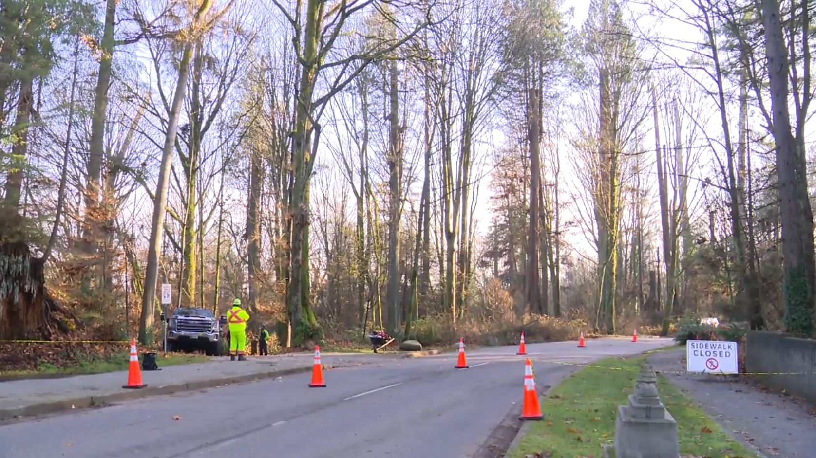 Работата по премахването на повече от 160 000 дървета в