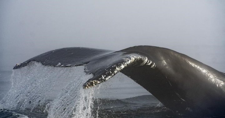 新斯科舍省拟建的囚禁鲸鱼的退休之家完成了关键测试
