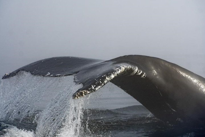 Ocean noise strategy delayed, but whale report by military may sound out path forward