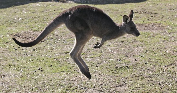 Онтарио ще разследва как кенгуруто е избягало от водачи близо до Торонто