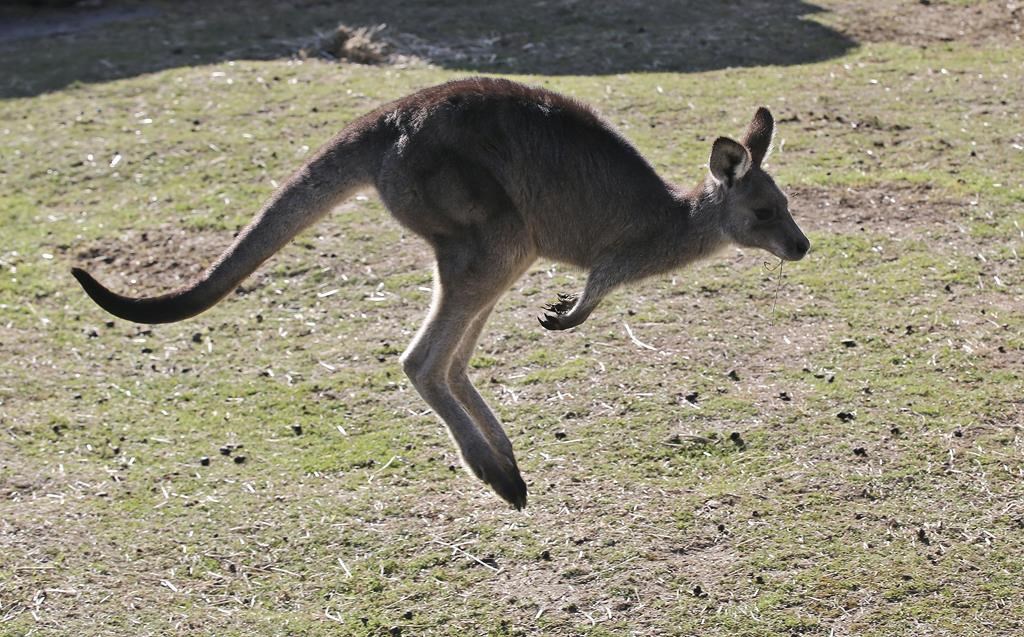 Ontario to investigate how kangaroo escaped handlers near Toronto: solicitor general