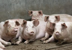 Pork farmers in Quebec reeling as a ‘perfect storm’ creates economic crisis