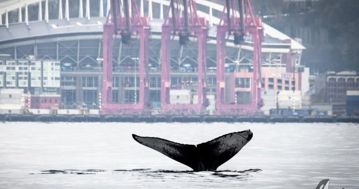 Морска гореща вълна, свързана с 20% спад на гърбатите китове в северната част на Тихия океан: Проучване