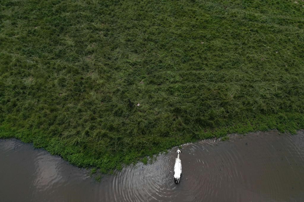 Cows cool off in a pond on a farm in the Ontario Greenbelt near Guelph, Ont., on Monday, July 10, 2023. THE CANADIAN PRESS/Cole Burston.
