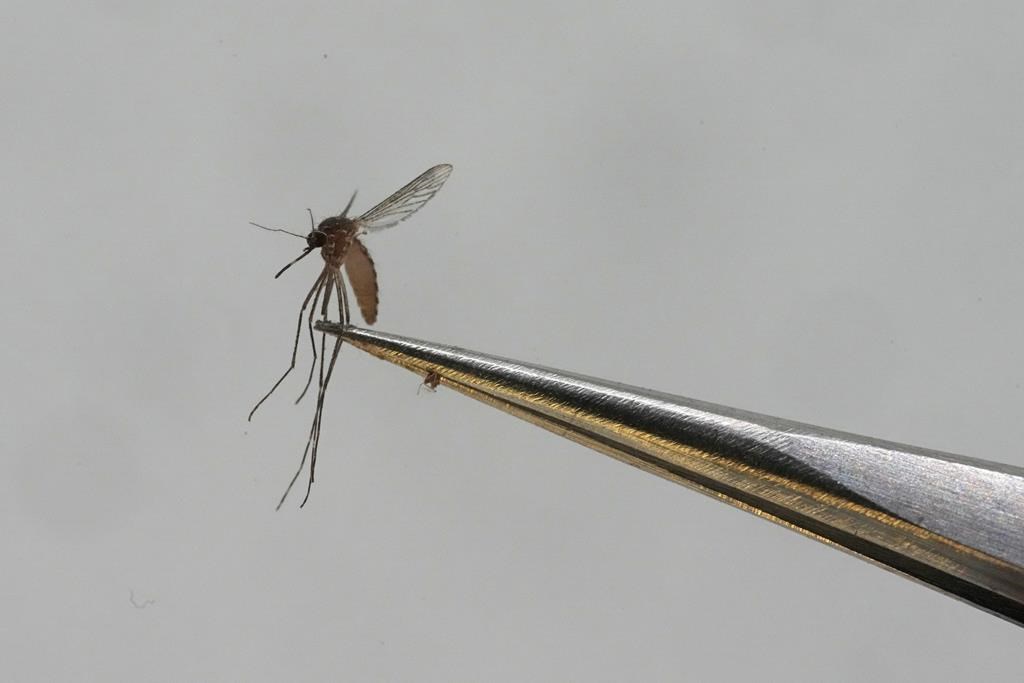 A Culex tarsalis mosquito is shown at the Salt Lake City Mosquito Abatement District on Aug. 28, 2023, in Salt Lake City.