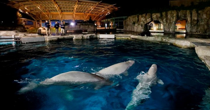 第三只移居美国水族馆的海洋公园白鲸死亡