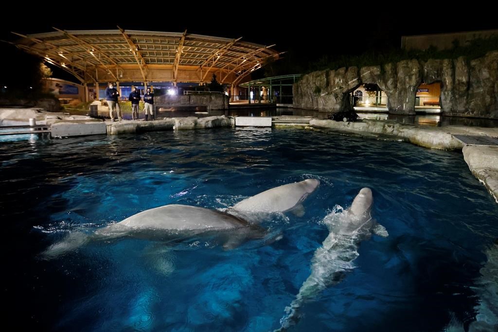 One of the beluga whale tanks at Marineland (via Global News)