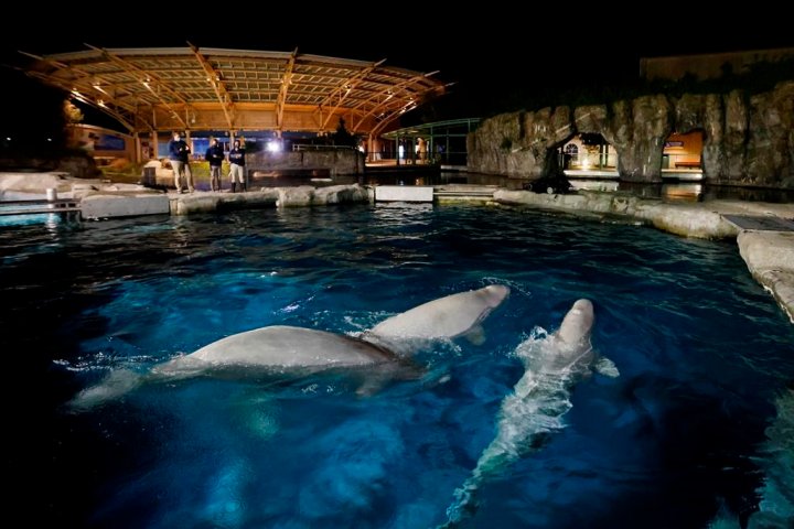 Third Marineland beluga that moved to U.S. aquarium dies