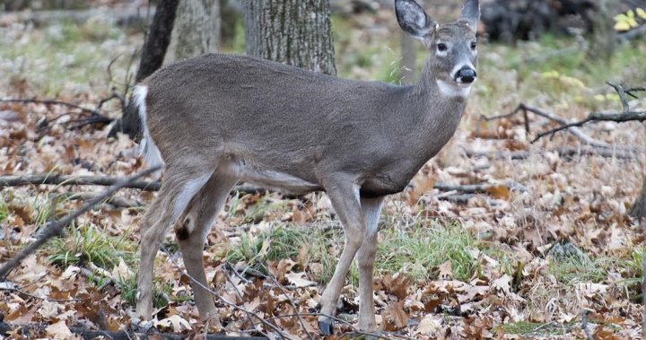 蒙特利尔地区2024年秋季将进行鹿的捕杀行动