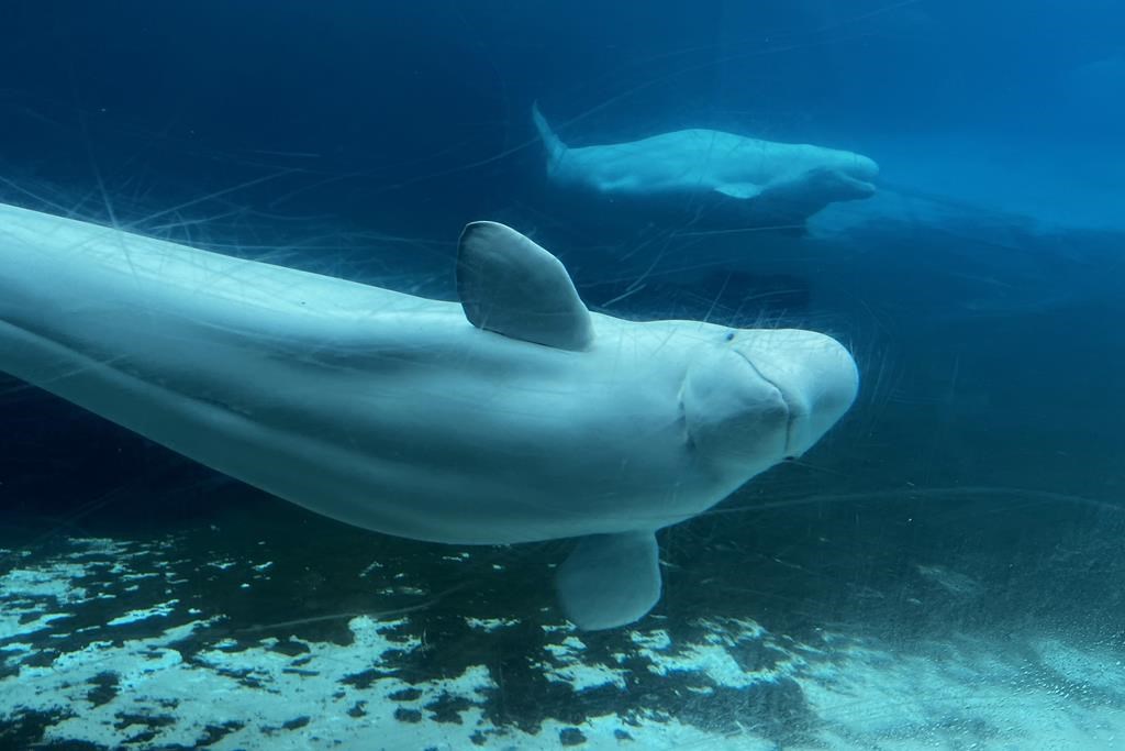 Another Beluga Dies At Marineland, Bringing Total Whale Deaths To 15 ...