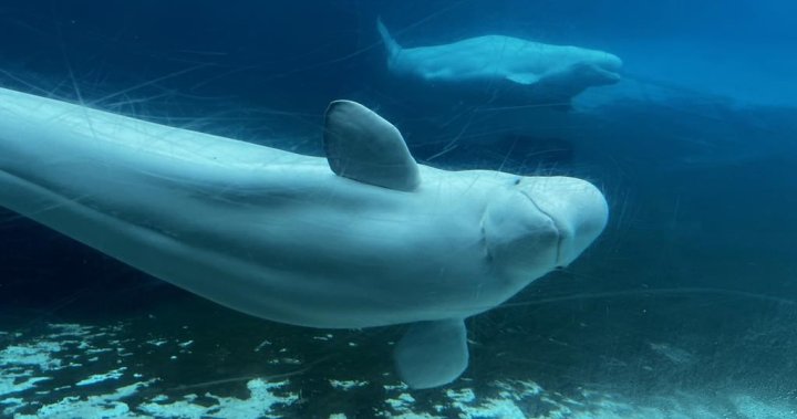Another beluga dies at Marineland, bringing total whale deaths to 15 since 2019
