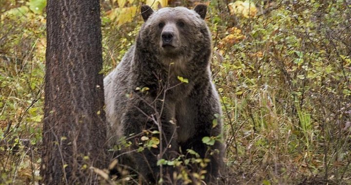 Човек, следящ мечка в Kootenays тази седмица, беше нападнат от