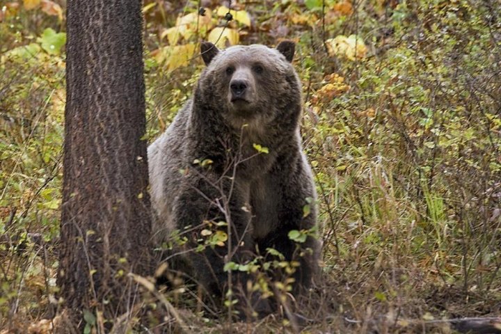 Grizzly bear attack: B.C. man suffers broken bones, airlifted to Calgary hospital