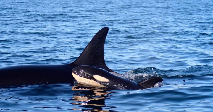 在普吉特湾发现只有几天大的虎鲸幼崽