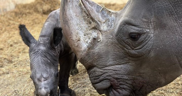 Бял носорог роди теле в зоологическата градина в Торонто след 11 години в заведението