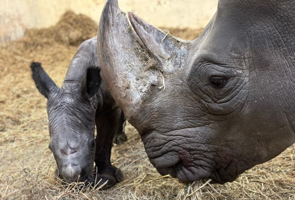 White rhino Sabi and her newborn calf are shown in a handout photo. Toronto Zoo officials say Sabi gave birth to a healthy calf just before 8 a.m. on Thursday. 