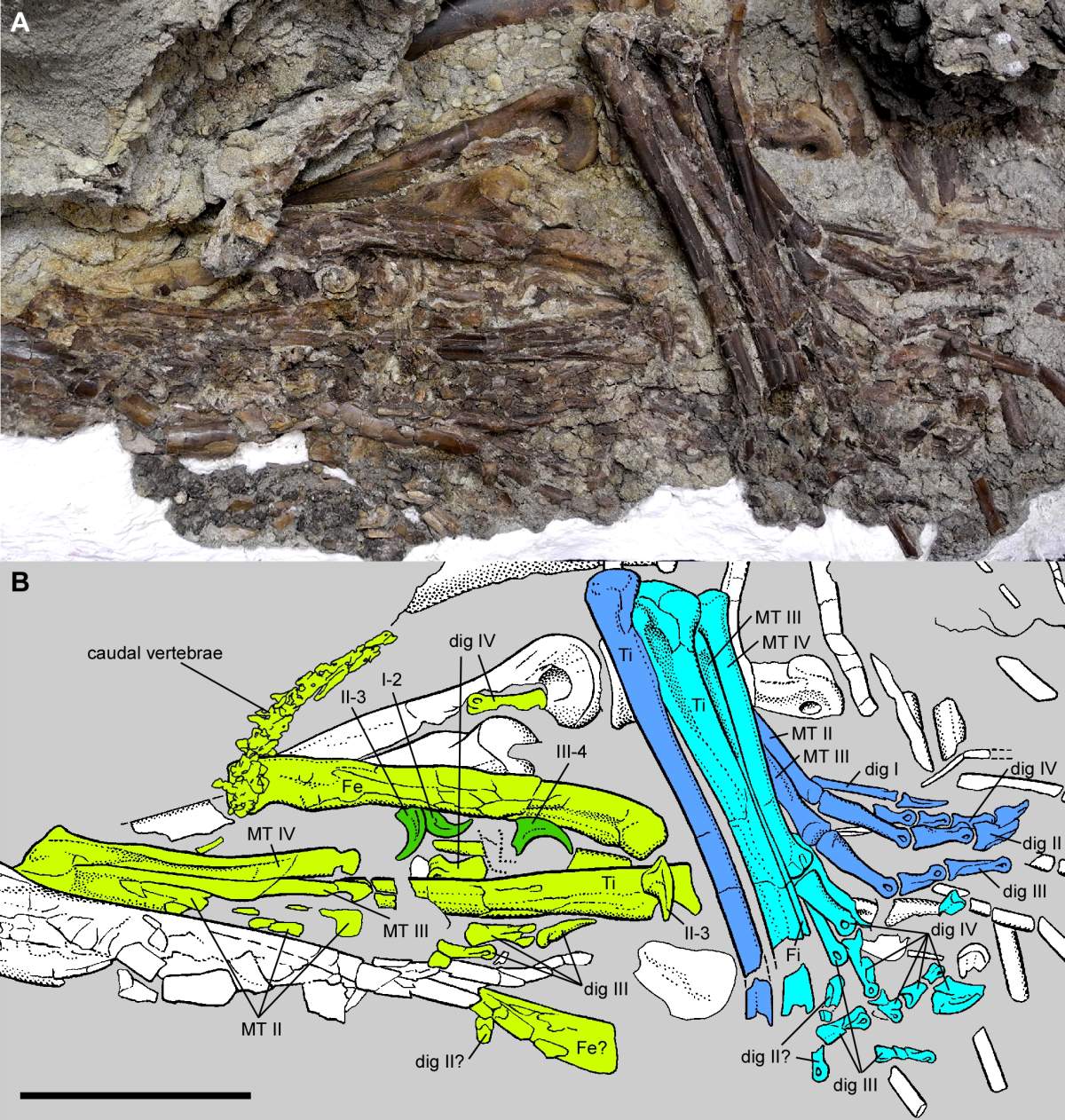 Citipes elegans leg bones from two specimens, coloured in green and blue, that were found in the fossilized stomach of a Gorgosaurus libratus at the Royal Tyrell Museum.